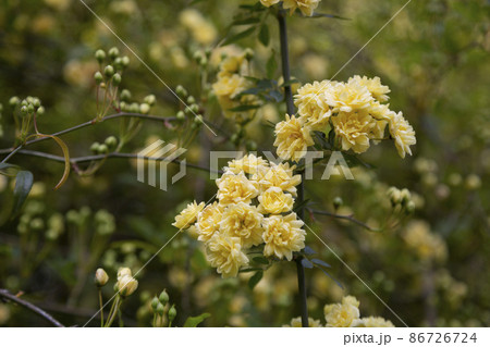 close-up Lady Banks rose, just Banks rose or Rosa banksiae, small light yellow inflorescences of roses and buds, April, spring close-up Lady Banks rose, just Banks rose or Rosa banksiae, small light yellow inflorescences of roses and buds, April, spring 86726724
