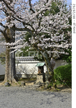 廬山寺 桜 廬山寺 桜 86726762