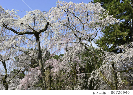 京都御苑 近衛邸跡 枝垂れ桜 京都御苑 近衛邸跡 枝垂れ桜 86726940