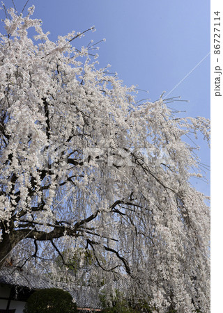 本満寺　枝垂れ糸桜 86727114