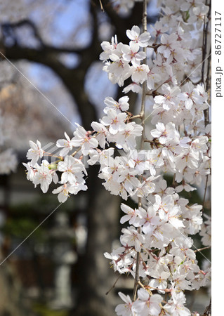 本満寺　枝垂れ糸桜 86727117