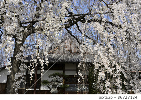 本満寺 枝垂れ糸桜 本満寺 枝垂れ糸桜 86727124
