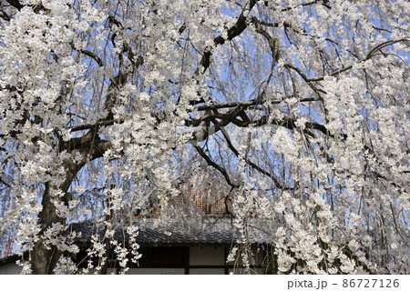 本満寺　枝垂れ糸桜 86727126