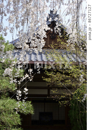 本満寺　枝垂れ糸桜 86727127