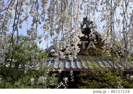 本満寺 枝垂れ糸桜 本満寺 枝垂れ糸桜 86727128
