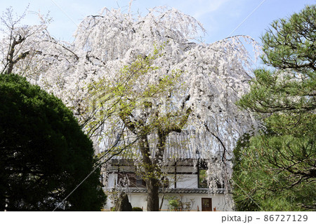 本満寺 枝垂れ糸桜 本満寺 枝垂れ糸桜 86727129