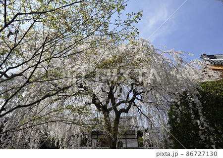 本満寺 枝垂れ糸桜 本満寺 枝垂れ糸桜 86727130