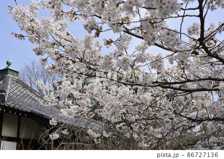 本満寺 枝垂れ糸桜 本満寺 枝垂れ糸桜 86727136