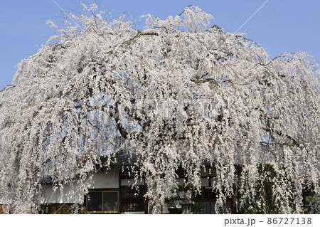 本満寺　枝垂れ糸桜 86727138
