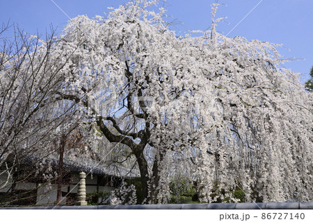 本満寺　枝垂れ糸桜 86727140