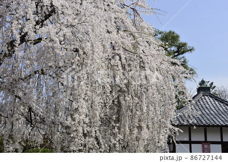 本満寺　枝垂れ糸桜 86727144