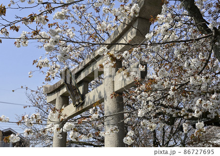 本満寺　妙見宮と桜 86727695