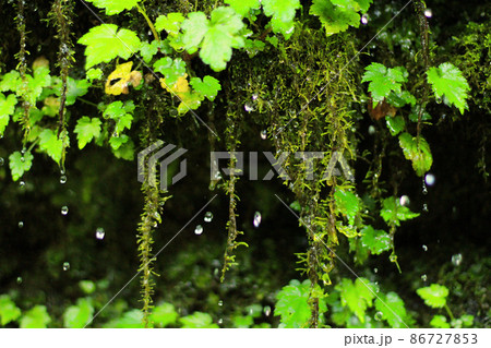 森の中で木から滴り落ちる水 森の中で木から滴り落ちる水 86727853