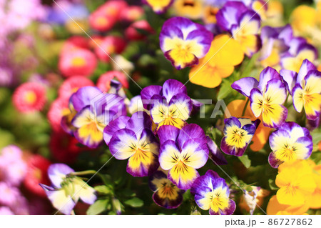 色とりどりの花壇の写真 86727862