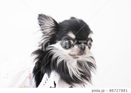 白い服を着てお座りしたチワワのきゅっとのバストアップ 86727881