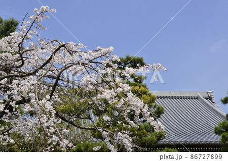 上善寺の桜 上善寺の桜 86727899
