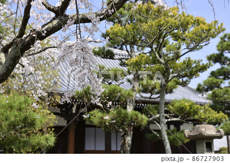 上善寺の桜 上善寺の桜 86727903