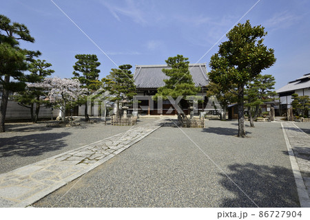 上善寺の桜 上善寺の桜 86727904