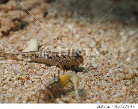 小さい肺魚 86727947