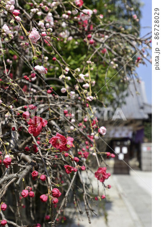 閑臥庵 源平枝垂れ桃(花桃) 閑臥庵 源平枝垂れ桃(花桃) 86728029