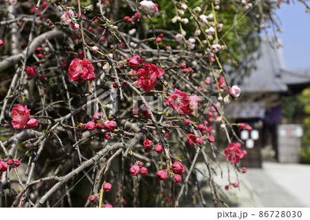 閑臥庵 源平枝垂れ桃(花桃) 閑臥庵 源平枝垂れ桃(花桃) 86728030