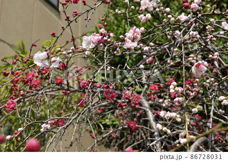 閑臥庵 源平枝垂れ桃(花桃) 閑臥庵 源平枝垂れ桃(花桃) 86728031