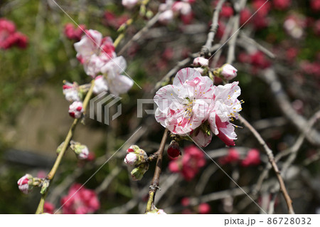 閑臥庵 源平枝垂れ桃(花桃) 閑臥庵 源平枝垂れ桃(花桃) 86728032