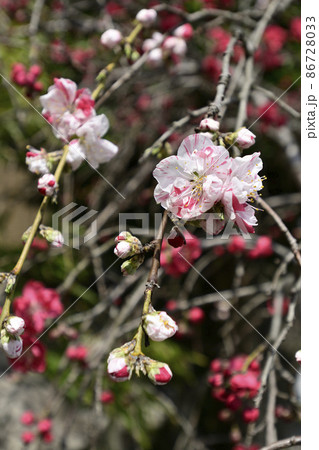 閑臥庵　源平枝垂れ桃（花桃） 86728033
