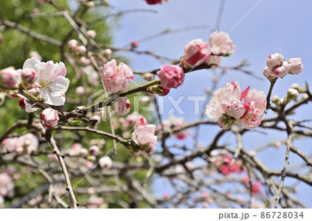 閑臥庵 源平枝垂れ桃(花桃) 閑臥庵 源平枝垂れ桃(花桃) 86728034