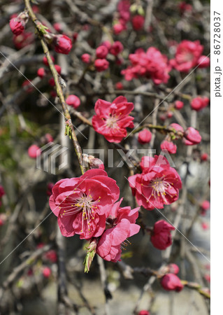 閑臥庵　源平枝垂れ桃（花桃） 86728037