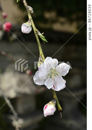 閑臥庵 源平枝垂れ桃(花桃) 閑臥庵 源平枝垂れ桃(花桃) 86728039