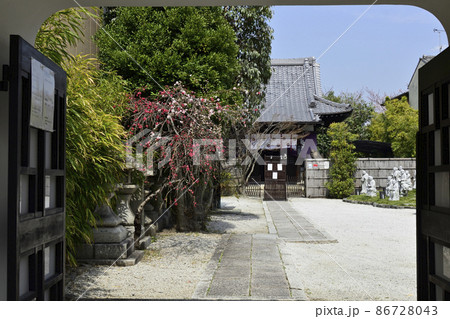 閑臥庵 源平枝垂れ桃(花桃) 閑臥庵 源平枝垂れ桃(花桃) 86728043