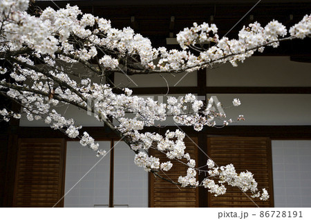 上御靈神社(御靈神社)桜 上御靈神社(御靈神社)桜 86728191
