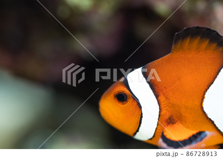 カクレクマノミ 86728913