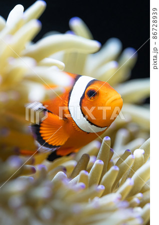 カクレクマノミとシライトイソギンチャク 共生 カクレクマノミとシライトイソギンチャク 共生 86728939