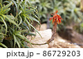 Aloe succulent plant red flower. Desert flora, arid climate natural botanical close up background. Vivid juicy bloom of Aloe Vera 86729203
