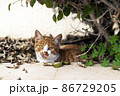 Small Stray Orange Cat on the nature background. Pet on the street 86729205