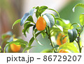 Kumquat Fruit on the branch tree, Fruit Citrus Orchard, Nature Background, 86729207