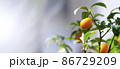 Kumquat Fruit on the branch tree, Fruit Citrus Orchard, Nature Background, Banner 86729209