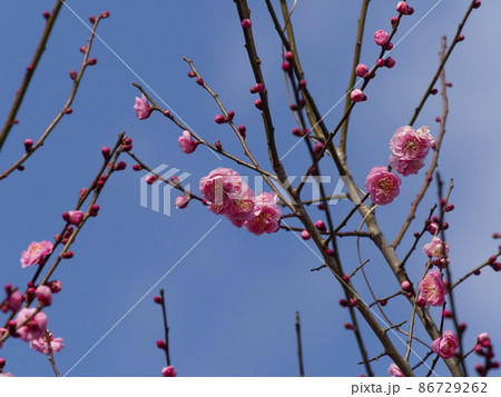 薄い赤色の梅の花 86729262