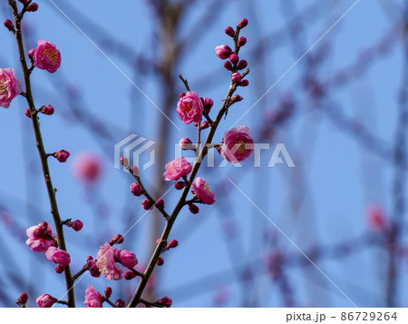薄い赤色の梅の花 86729264