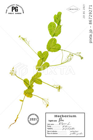 Pea branch vegetable food plant isolated 86729271