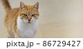Closeup portrait of orange cat on light background, banner 86729427