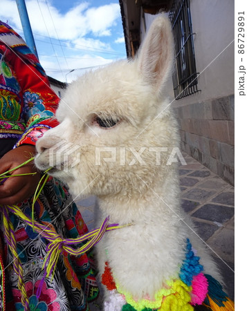 【ペルー】草を食べる白いアルパカの子どもの顔のクローズアップ（クスコ） 86729891