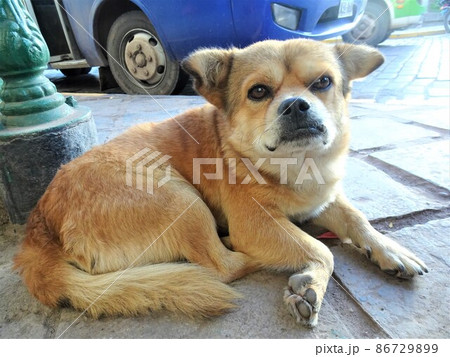 【ペルー】路上でリラックスしている茶色い野良犬（クスコ） 86729899