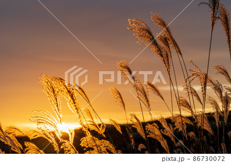 晩秋の秋吉台で黄金色に輝くススキの穂 晩秋の秋吉台で黄金色に輝くススキの穂 86730072
