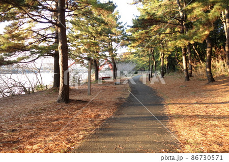 大井埠頭海浜公園　はぜつき磯横の小道 86730571