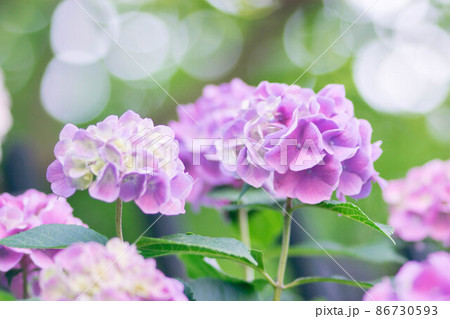 梅雨時期に咲く紫陽花 梅雨時期に咲く紫陽花 86730593