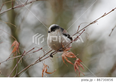 まるくてかわいいエナガ まるくてかわいいエナガ 86730856