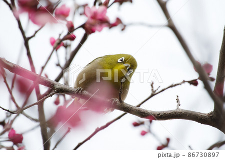紅梅とメジロ。 紅梅とメジロ。 86730897